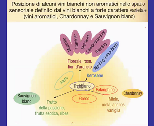 I vitigni bianchi