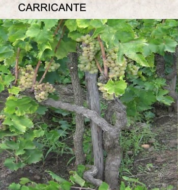 Carricante