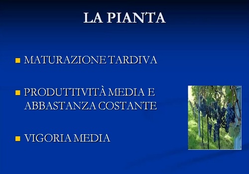 La pianta