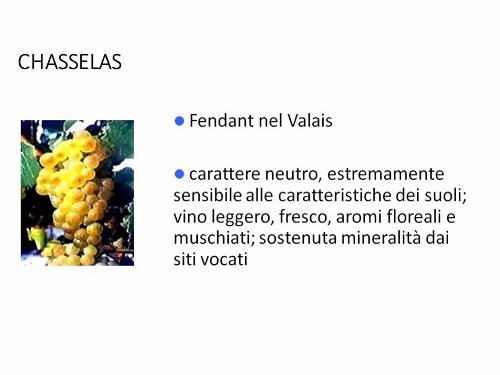 Chasselas