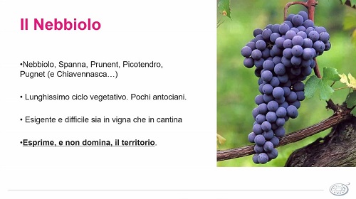 Il Nebbiolo