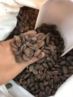Le fave di cacao