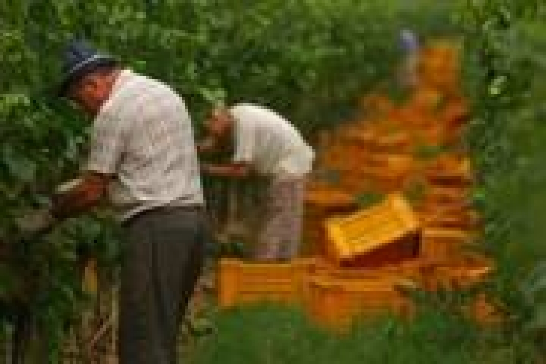 In Franciacorta si prospetta un’ottima vendemmia 2011. La raccolta delle uve parte il 5 agosto