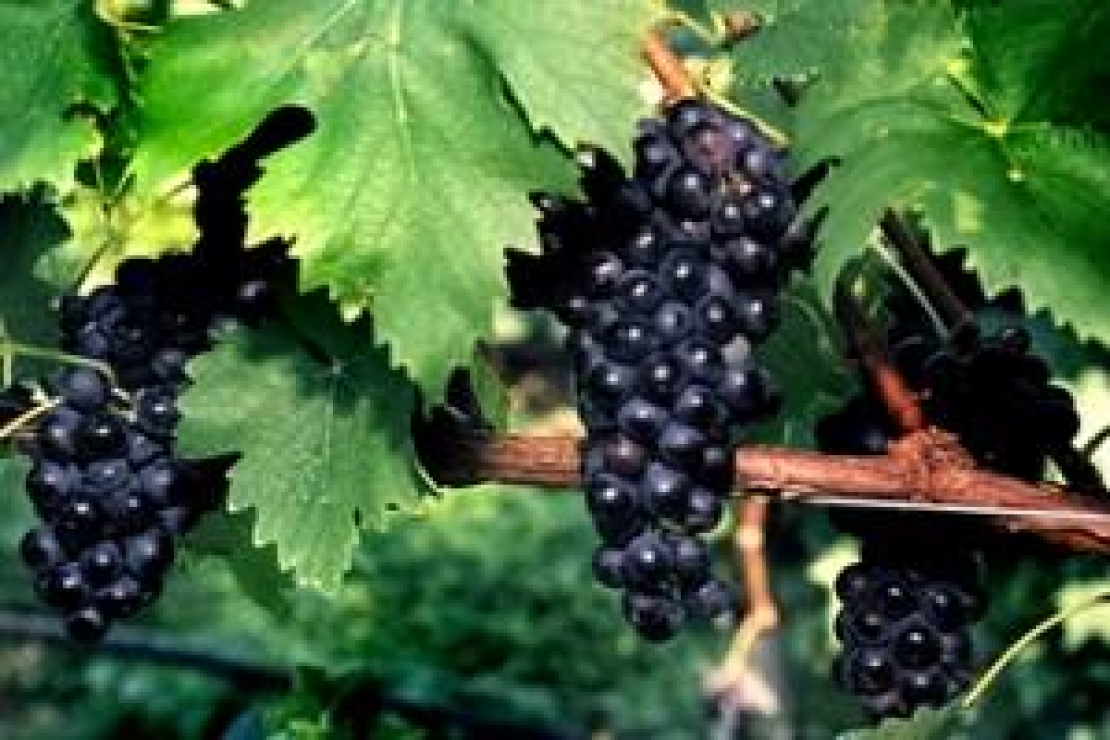 Vini ad Arte proclama il massimo esperto del Sangiovese