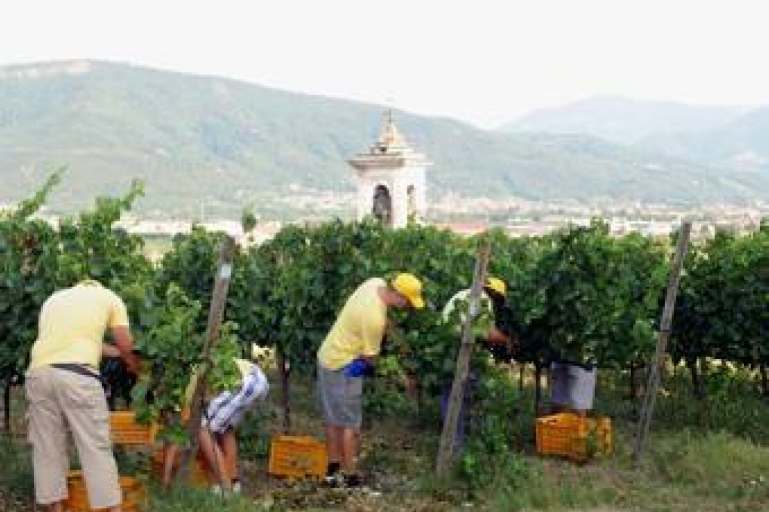 Franciacorta: l'8 agosto prende il via la vendemmia in Berlucchi