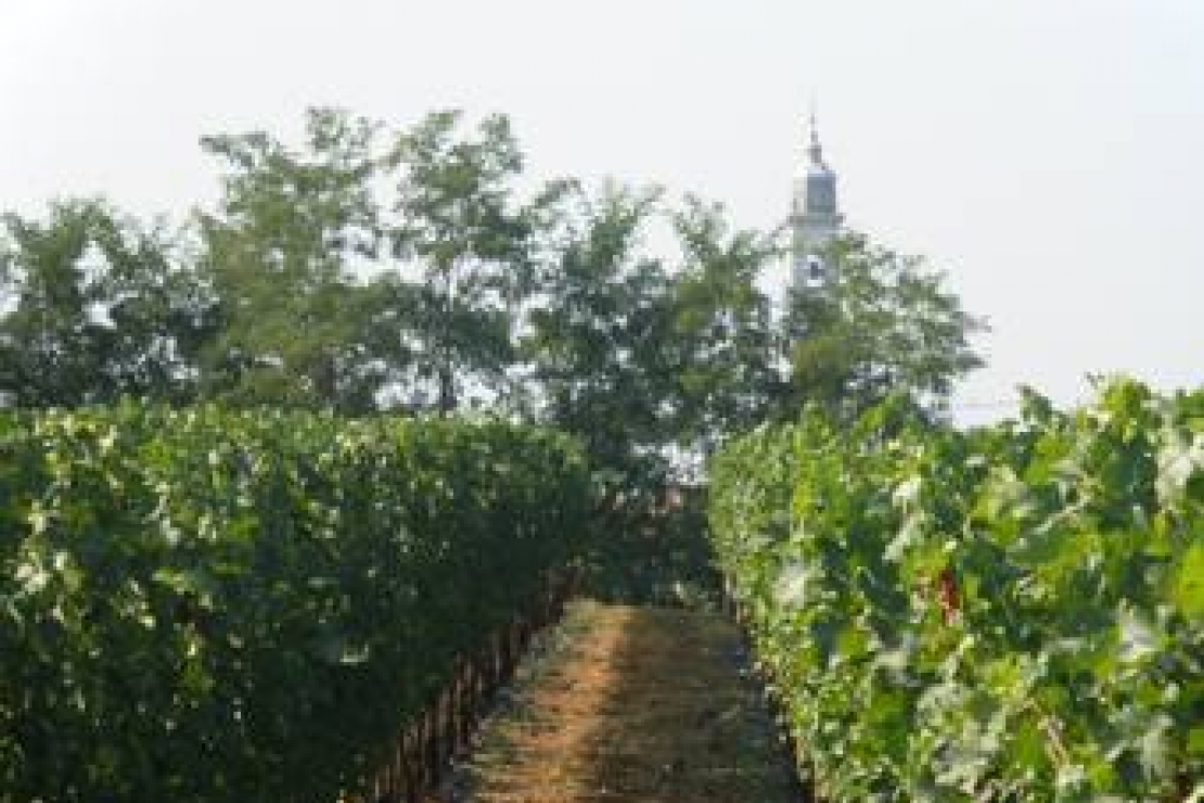 Un nuovo protagonista tra i vini bresciani a Natale: è il Marzemino Doc