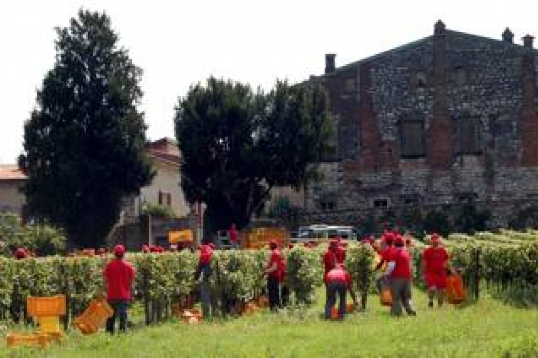 Franciacorta. Inizia il 22 agosto la vendemmia