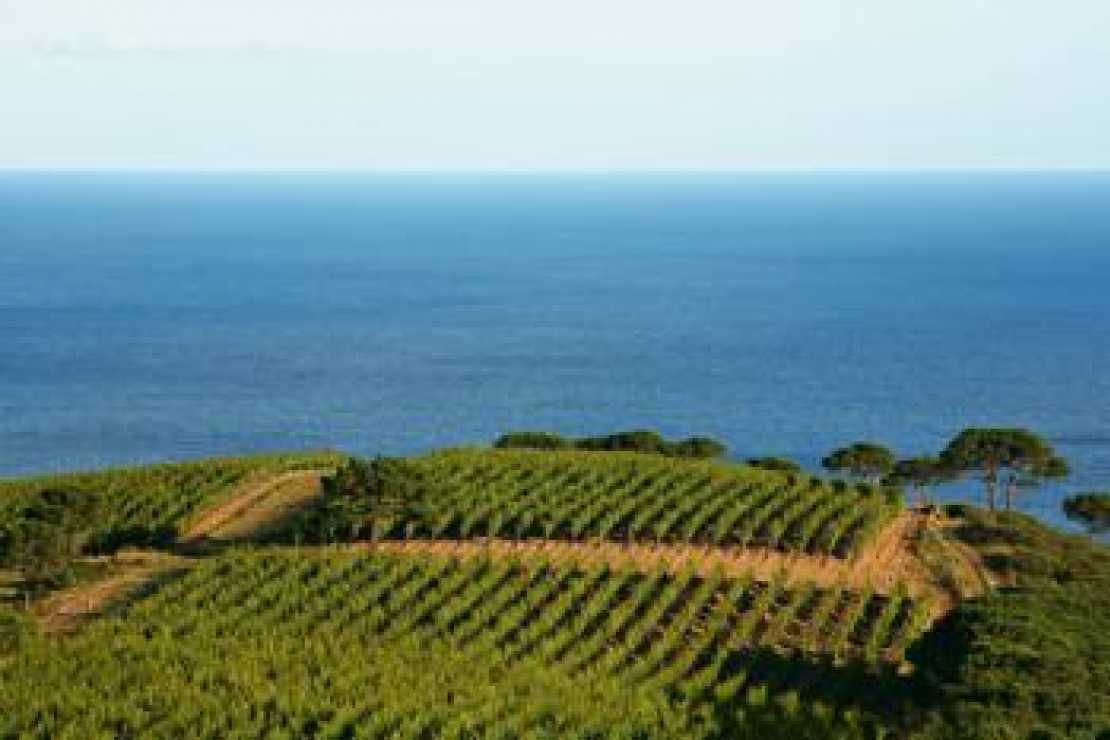 I vini dell'Isola d'Elba