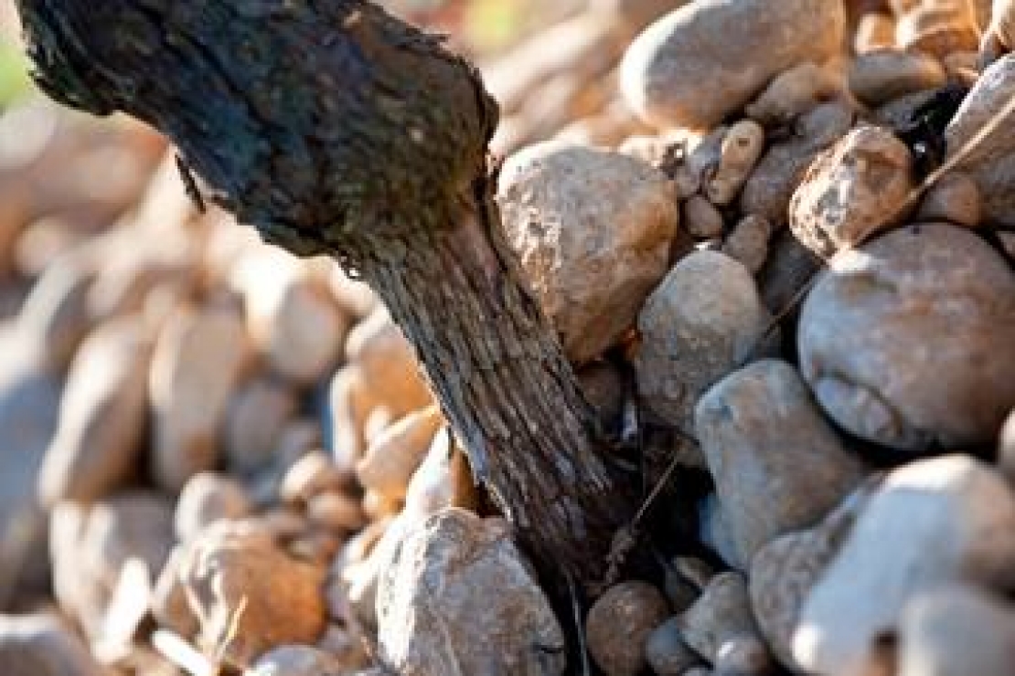 I vini del Friuli Venezia Giulia conquistano la Brianza