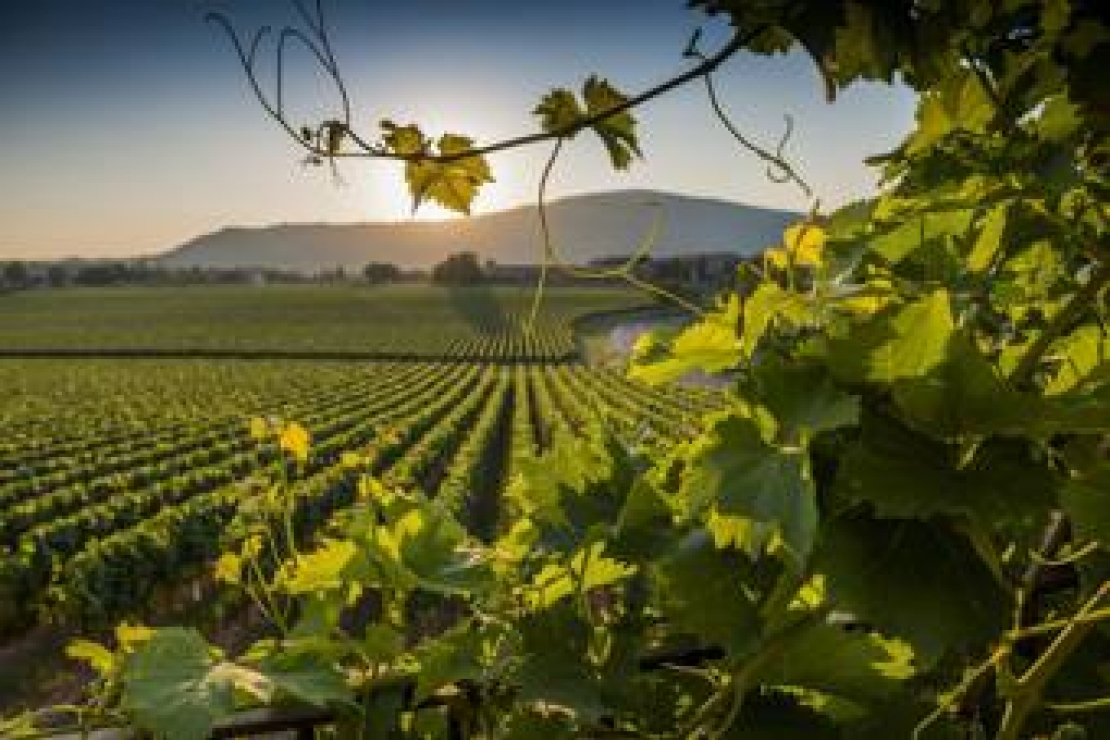 Le Cantine della Franciacorta aprono le porte ai visitatori di Franciacortando