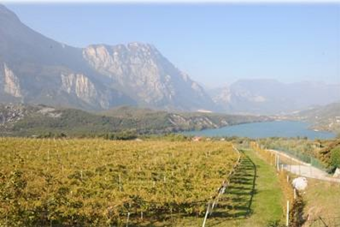 Vino Santo trentino: il matrimonio tra nosiola e botrite