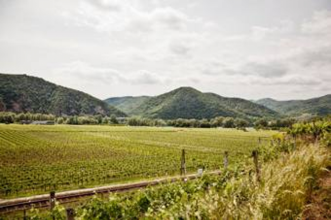 Ais Brescia | Il Grüner Veltliner