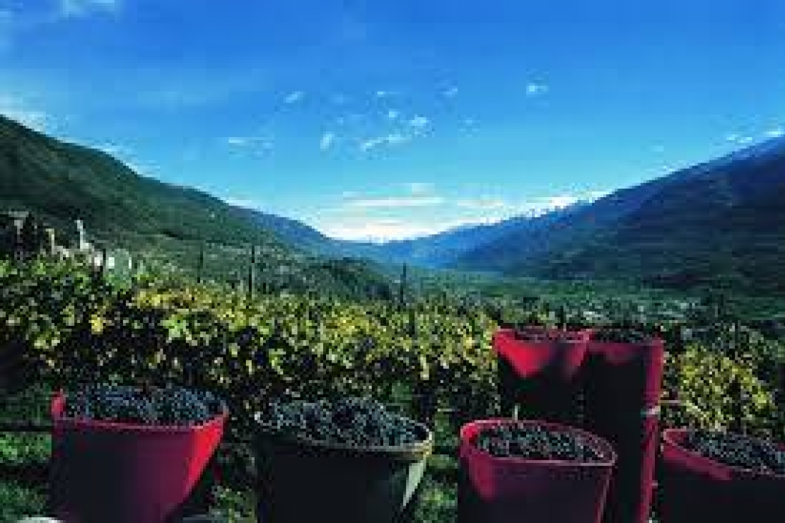 Ais Lecco | Degustazione cieca di cinque Valtellina Superiore