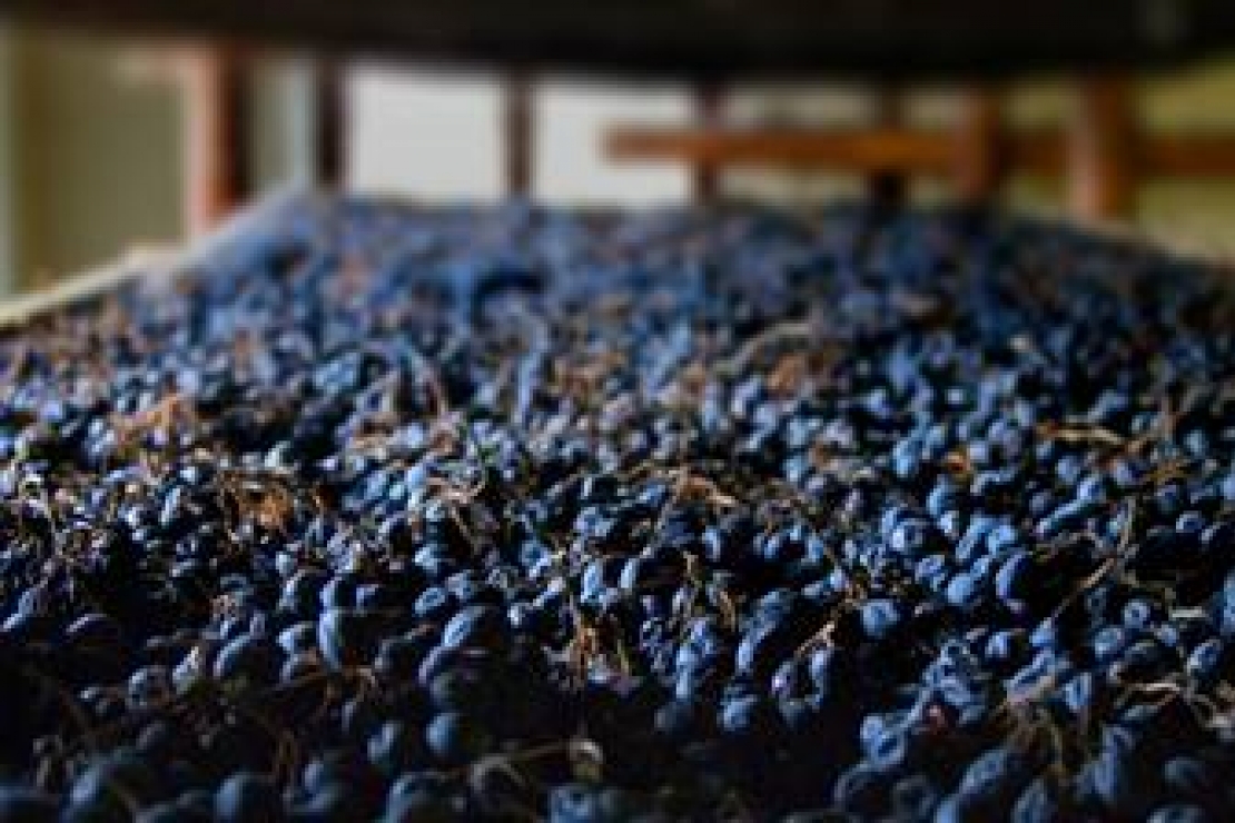 Ais Bergamo | Quando il vino si anima. L'Amarone