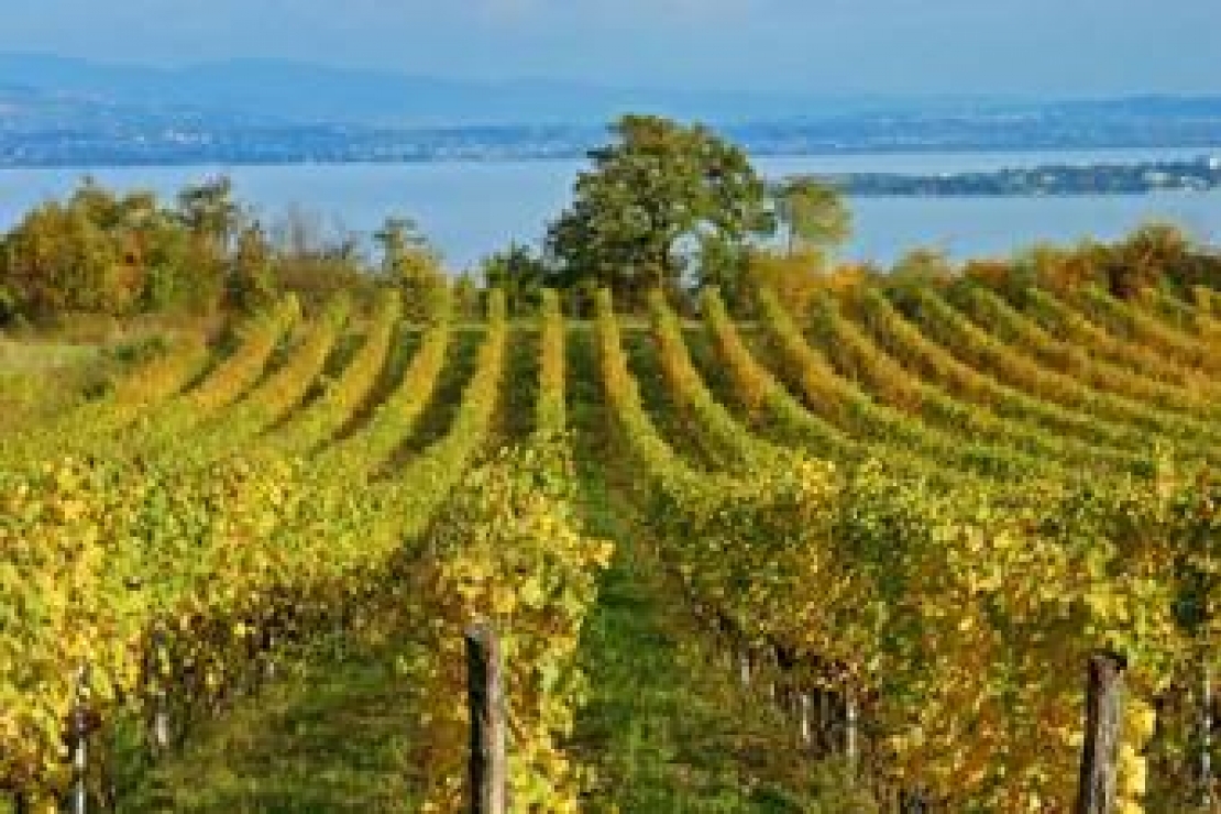 Azienda agricola della Valtenesi cerca collaboratore