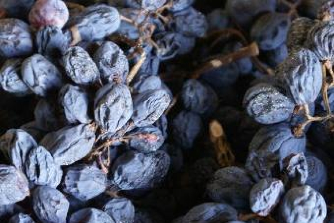 Ais Como | L'Amarone: conosciuto ma non troppo