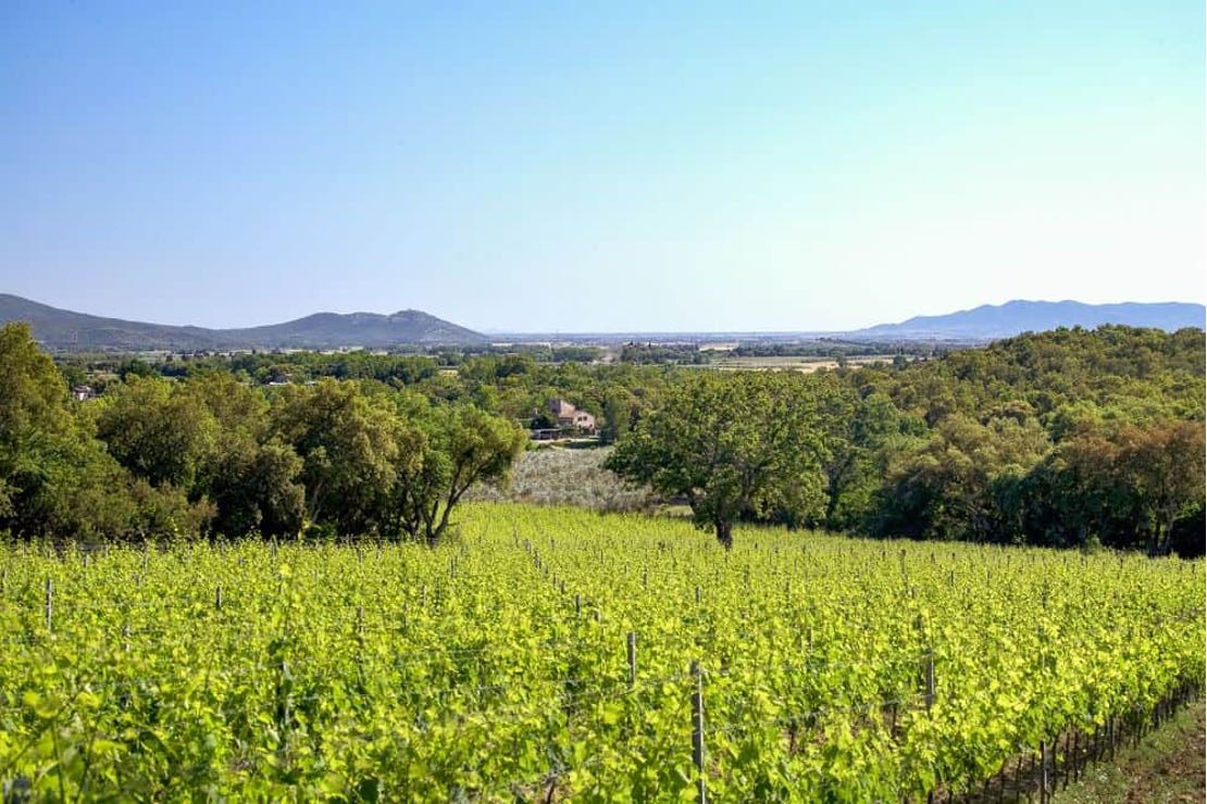 La Maremma toscana e i “suoi” vitigni internazionali