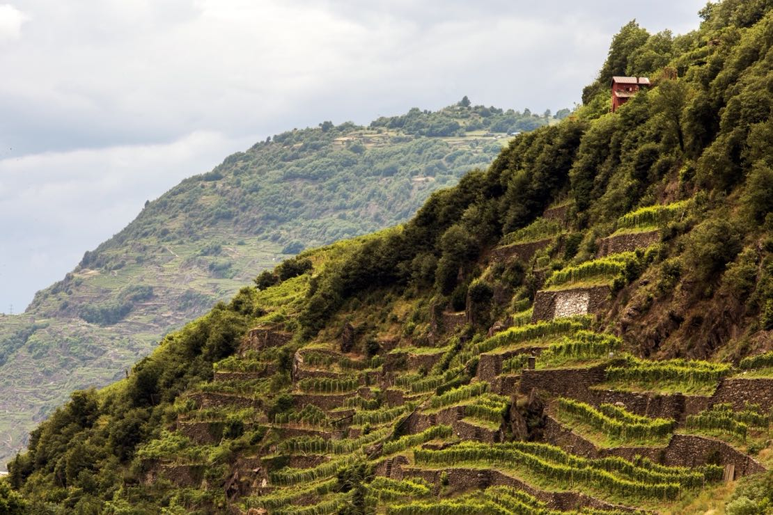 Dopo un’annata complicata, la Valtellina del vino guarda avanti con ottimismo