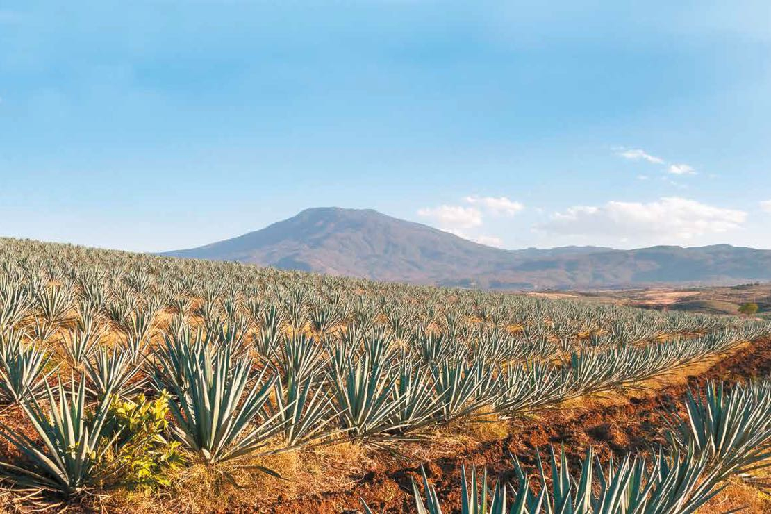 L’anima del Messico? Il Tequila e suo cugino Mezcal