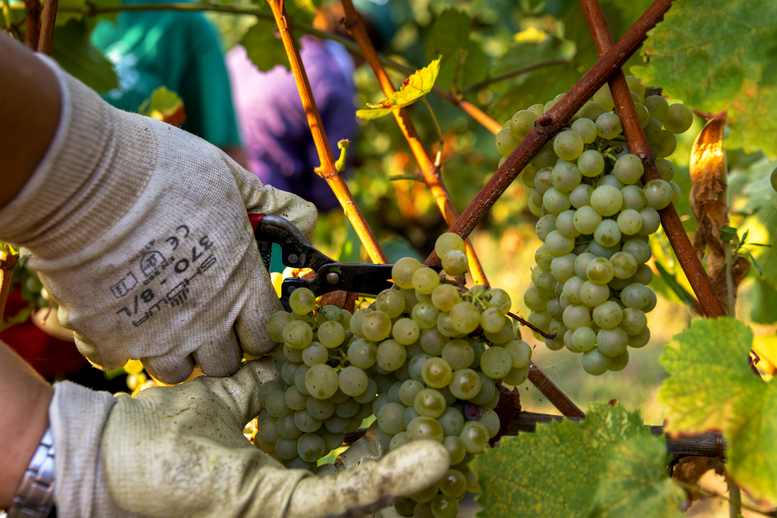 Franciacorta, al via l'1 agosto la vendemmia 2022