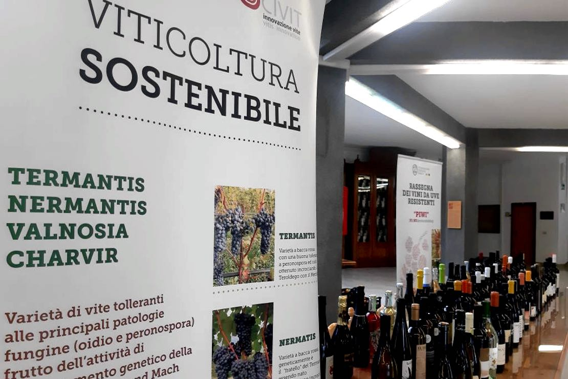 Piwi: la Fondazione Mach in prima linea per la valorizzazione dei vitigni resistenti