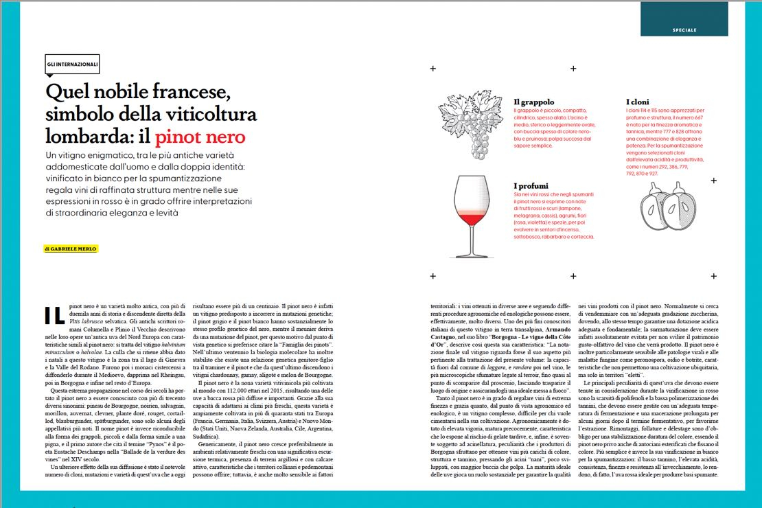 Quel nobile francese, simbolo della viticoltura lombarda: il pinot nero