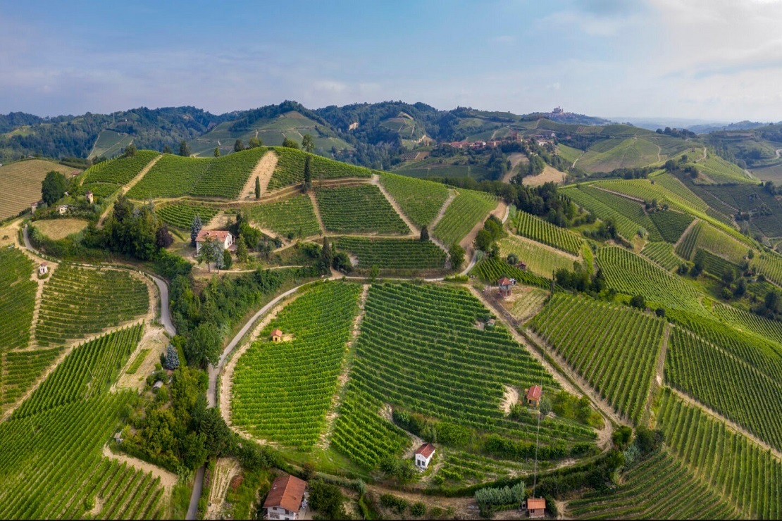 Arneis, il “nebbiolo bianco”