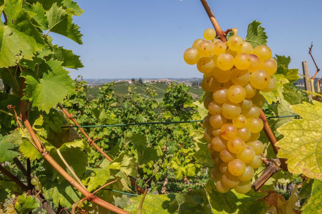 Novità dai disciplinari di produzione. Canelli DOCG