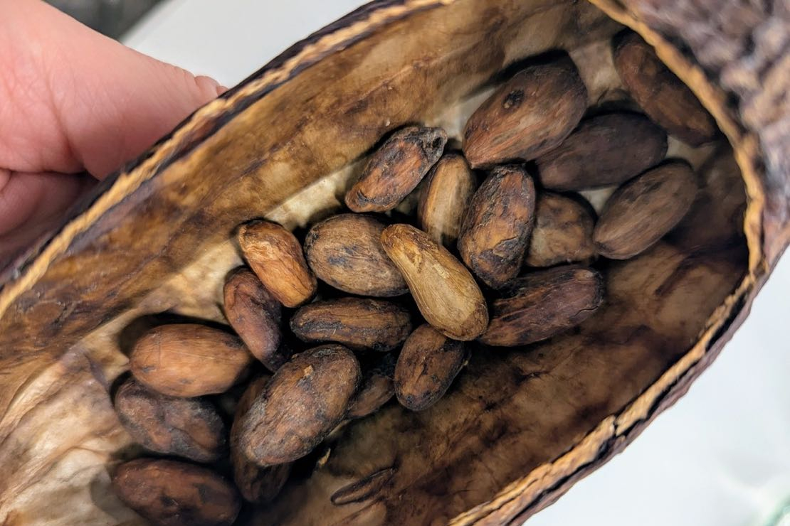 Sulle rotte del cacao