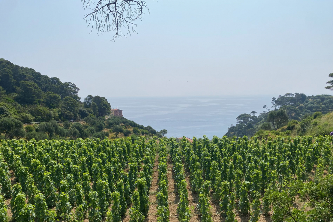 Gorgona, il vino della speranza