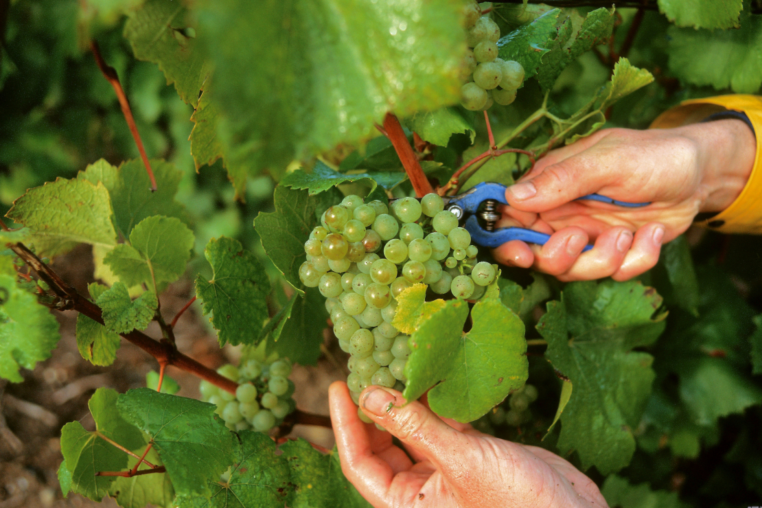 La Champagne limita le rese massime 2025