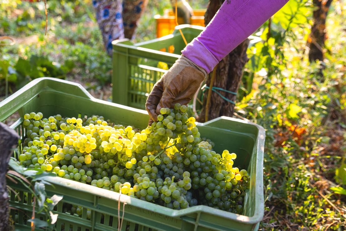 Franciacorta, al via la vendemmia 2025