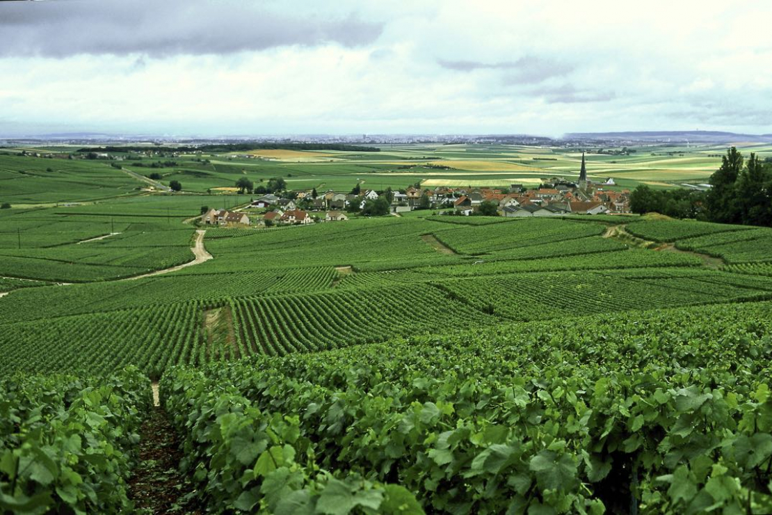 In Champagne arriva lo chardonnay rose