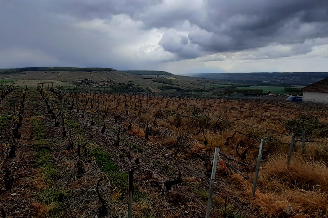 La Champagne vede nero