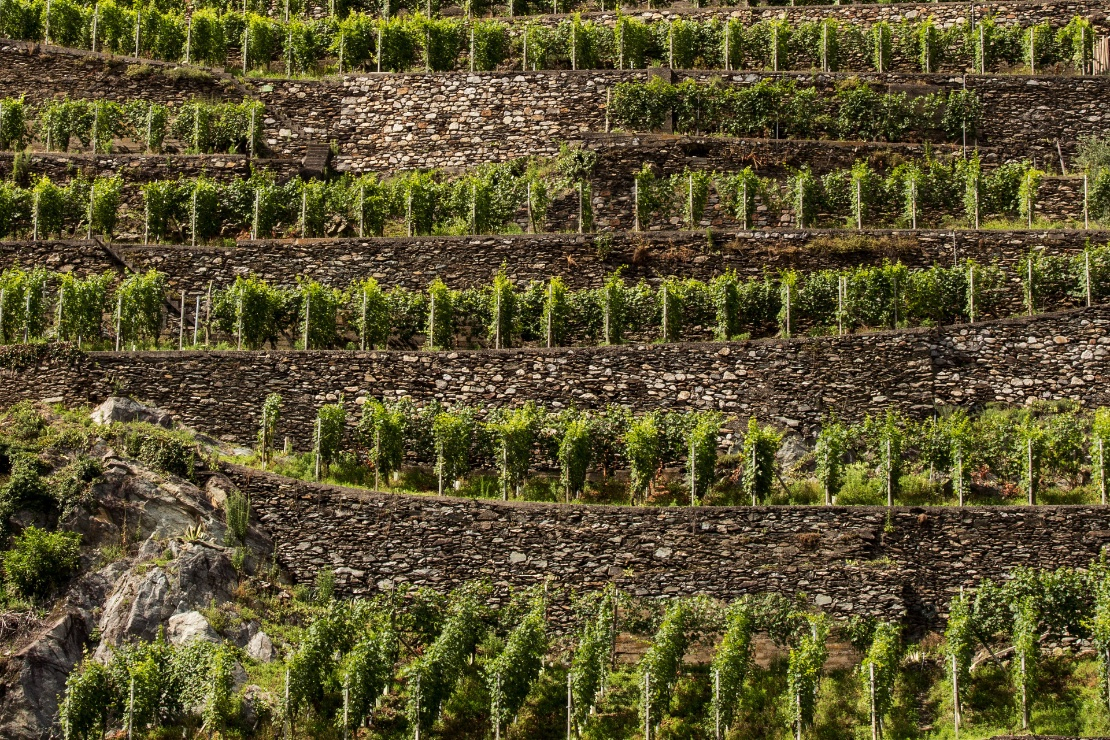 La Valtellina e i suoi vitigni antichi
