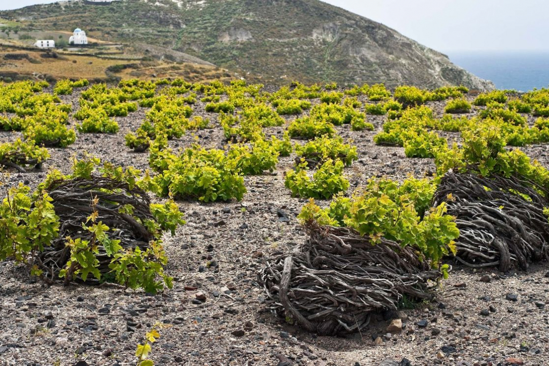 Una nuova generazione di vignaioli rende sempre pi&ugrave; dinamica la viticoltura di Grecia e Cipro