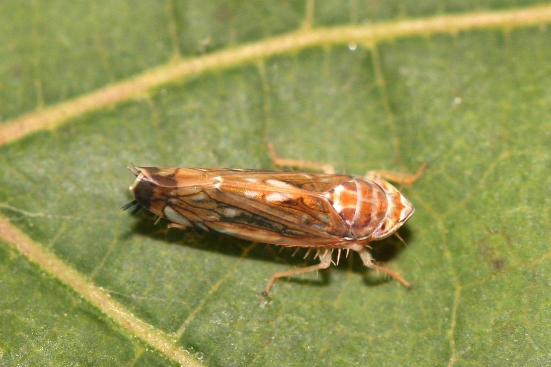 Flavescenza dorata: la Champagne rende obbligatori gli insetticidi
