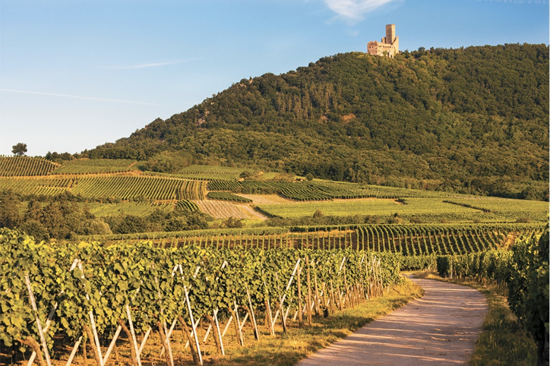 Il valore dei vigneti francesi continua a scendere