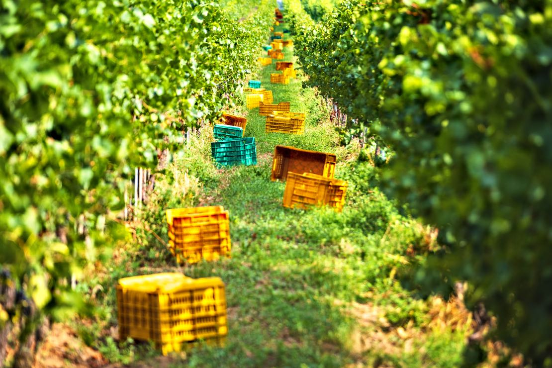 Franciacorta, per la prima volta la vendemmia al via a luglio