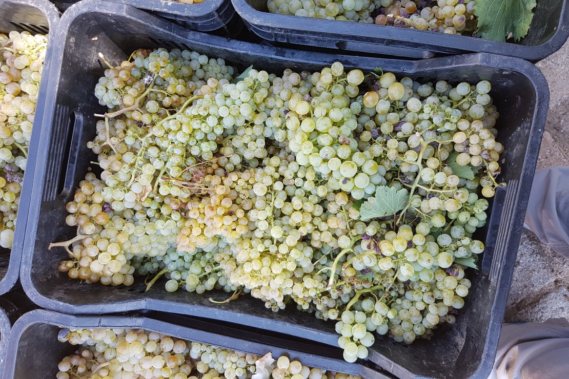 Benvenuto savatiano, bentornato baco noir 