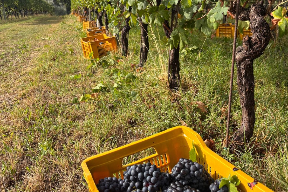 Valt&egrave;nesi, vendemmia 2026 in anticipo, primi dati interessanti