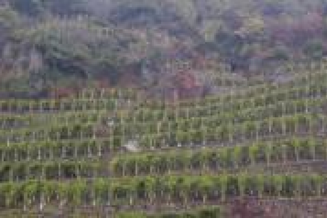Valtellina: dati ufficiali vendemmia 2008