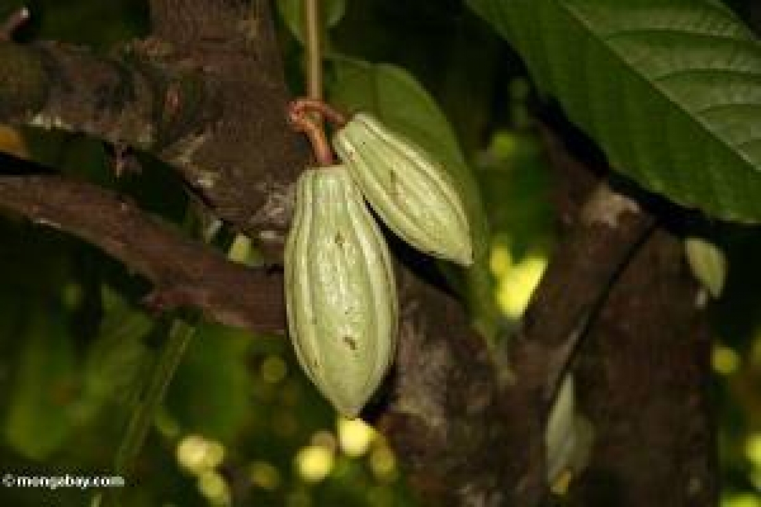 Cioccolato, cibo degli dei... col Recioto l’e’ mei!