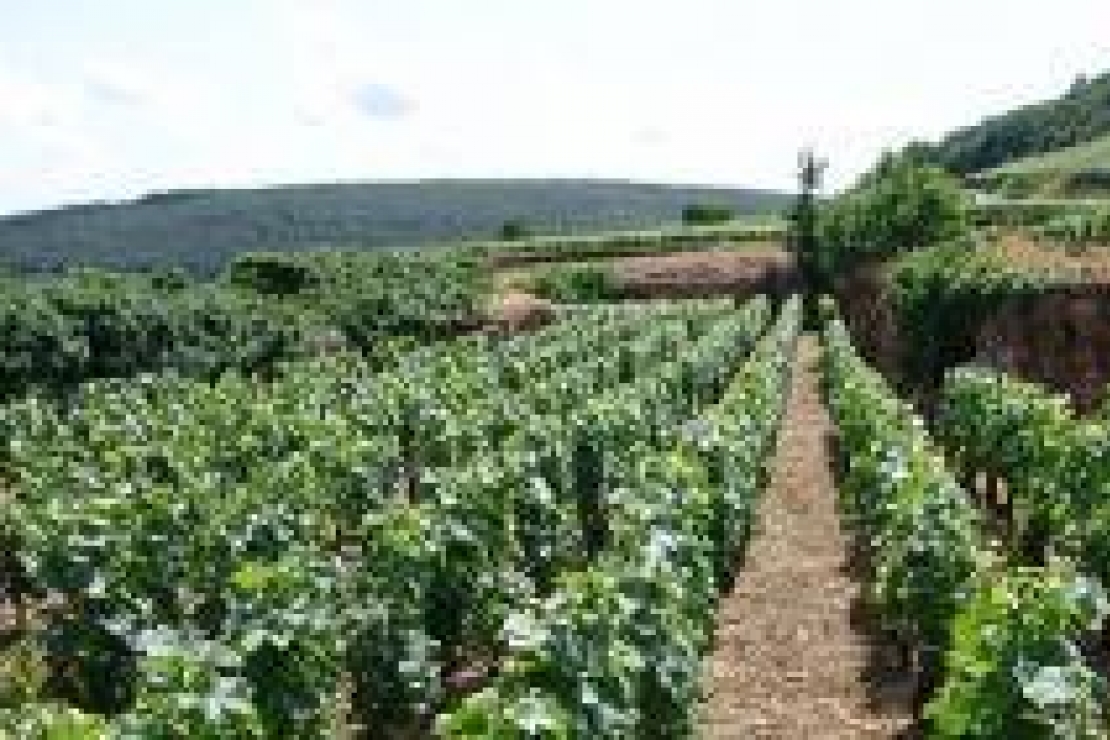 Master di approfondimento sulla viniviticoltura in Borgogna