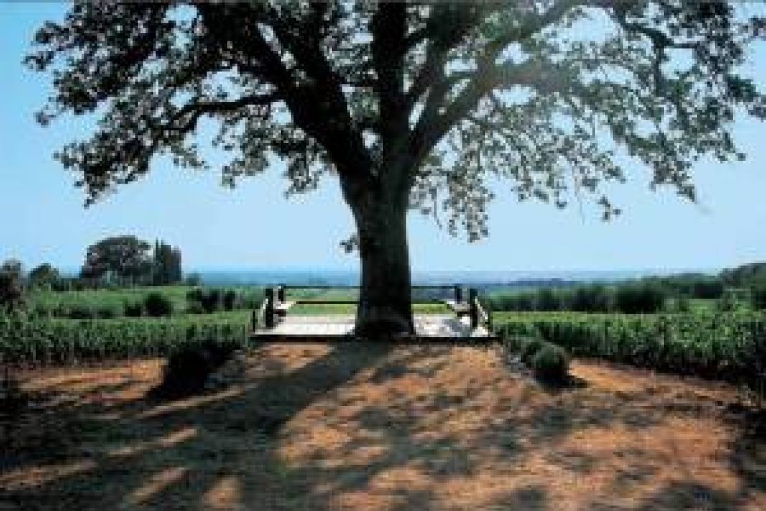 Le 66 vendemmie di Ornellaia