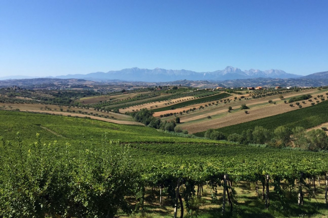 Alla (ri)scoperta dell'Abruzzo: viaggio tra vitigni autoctoni e potenzialità nascoste