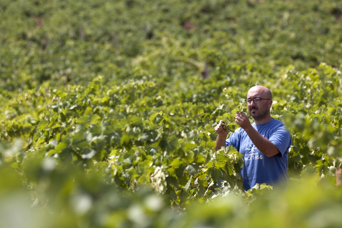 Nino Barraco, "L'artigiano del vino". Verticale di Vignammare 2012-2017