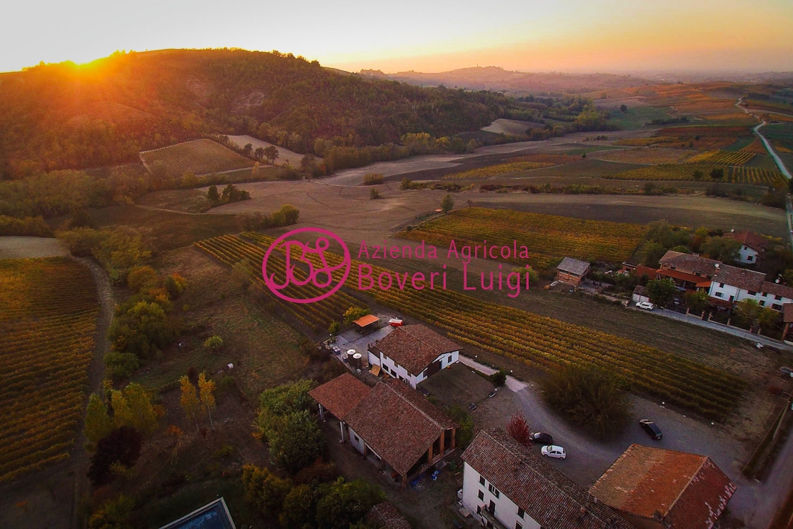 Storie di Vigna | Azienda Luigi Boveri