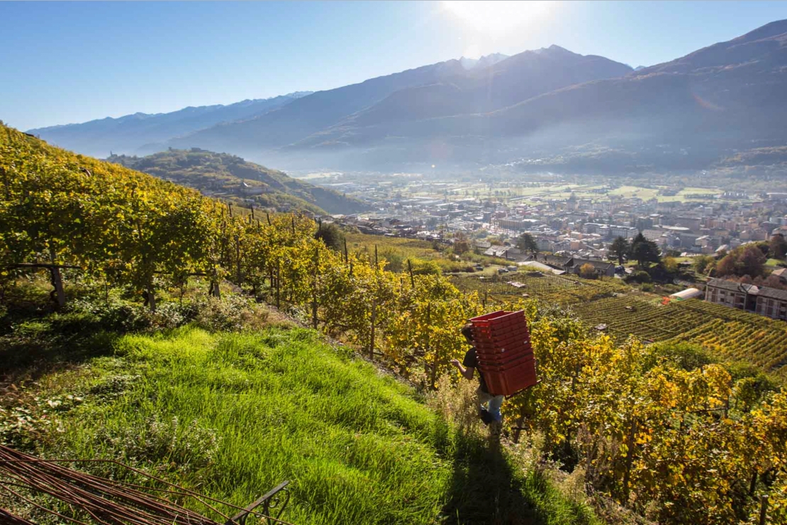 Valtellina: il legame profondo della terra e l'amore per un vitigno  | Primo Appuntamento