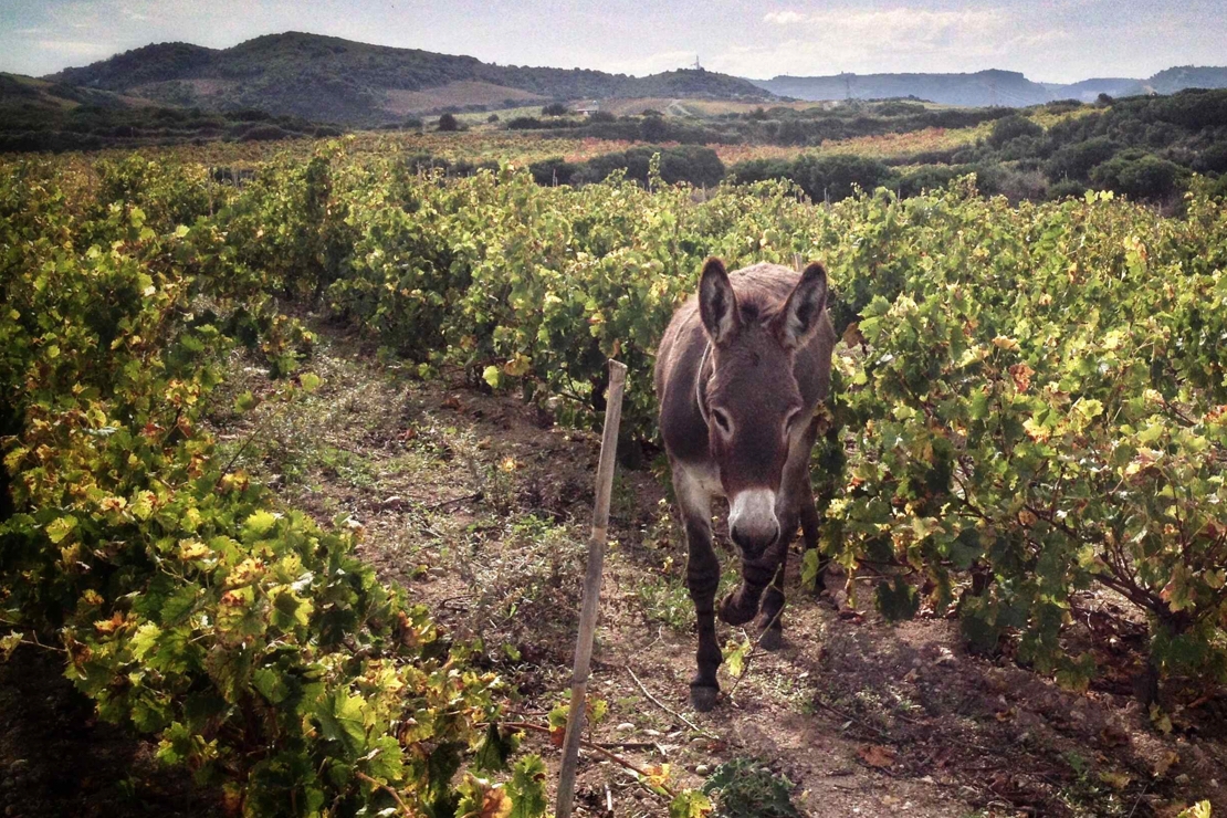 Conversazioni libere sul mondo dei "vini naturali"